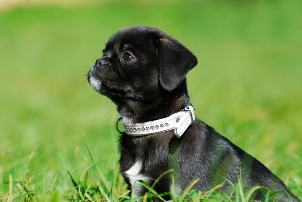 Black Jug Dog Puppy